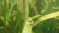 Dreissena Polymorpha