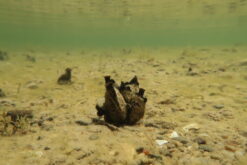 Dreissena presbensis