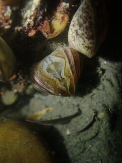 Dreissena Rostriformis Bugensis