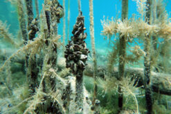 Dreissena Stankovici