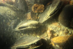 Microcondylea bonelli