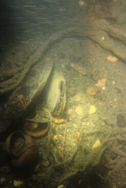 Microcondylea bonelli