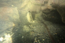 Microcondylea bonelli