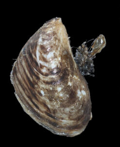 Alternative view of Moule quagga