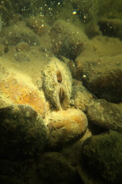 Mulette des rivières