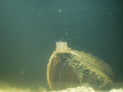 Alternative view of Rangie d'Atlantique