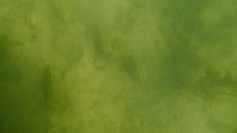 Anodonte chinoise - Image 3