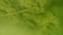 Alternative view of Anodonte chinoise