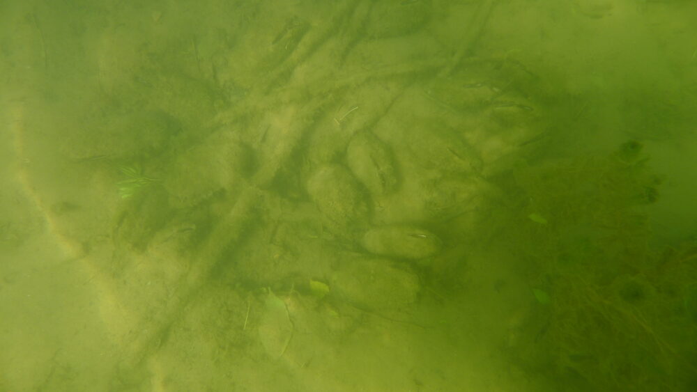 Anodonte chinoise - Image 4